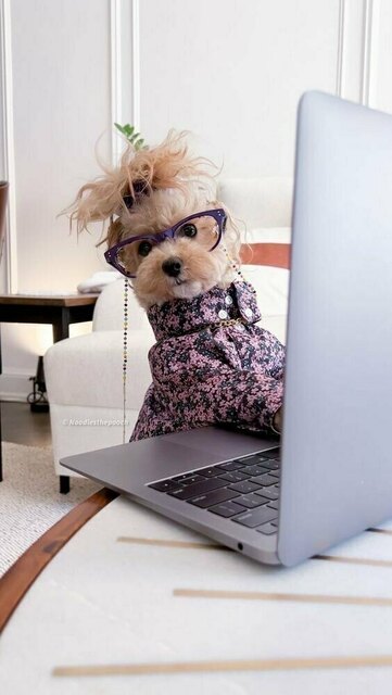 Funcionário mordido pelo cachorro pede indenização para empresa Funcionário mordido pelo cachorro pede indenização para empresa